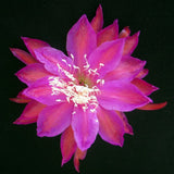 Epiphyllum, Orchid Cactus " FRENCH DYNASTY ", Don's Quart pots APRIL/2 Orchids