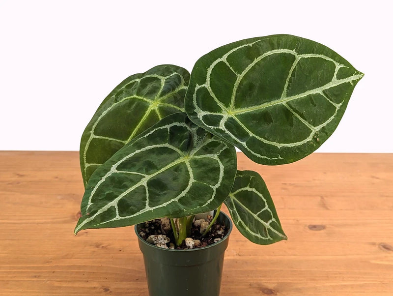Anthurium houseplant with dark green leaves, pale vein stripes, in 4-inch pot