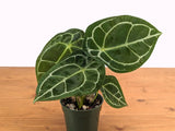 Anthurium Forgetii: Rare White-Striped Tropical Houseplant in 4-Inch Pot | Orchids