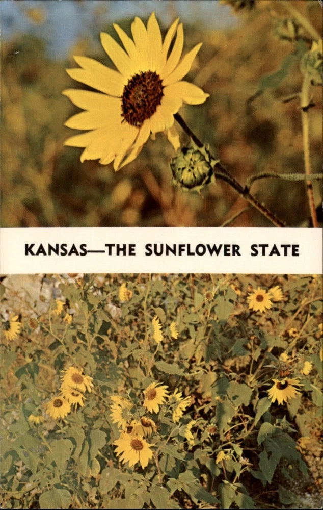 Kansas Sunflower Helianthus State Flower since 1903 unused vintage postcard Sunflower