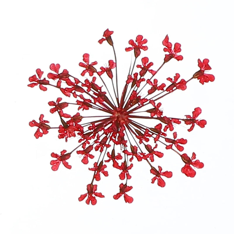 Dark red pressed dried flower bundle with small star-shaped blooms