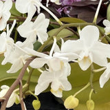 Orchid Plant  Phal  mini  white snow color 2 in pot w buds or blooms Orchids