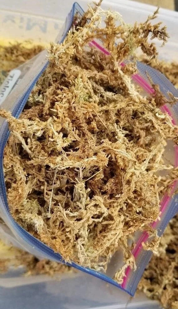 USA Sphagnum Moss 1 Gallon Bag by volume not wight. Approx 3.5grams (100+grams) Orchids