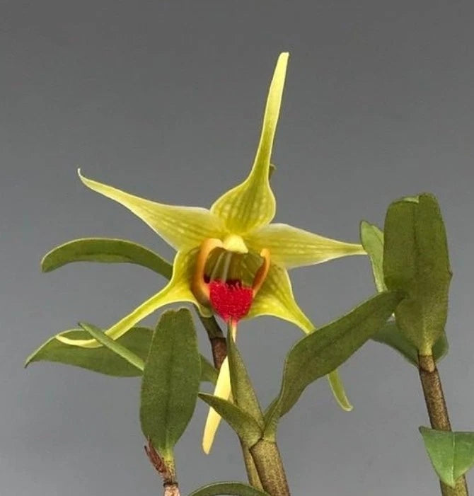 Yellow-green dendrobium orchid bloom with red center lip and upright green buds