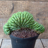 D7175 CEREUS PACHA. CRESTED pot14-H12-W22 cm MaMa Cactus Green Plant