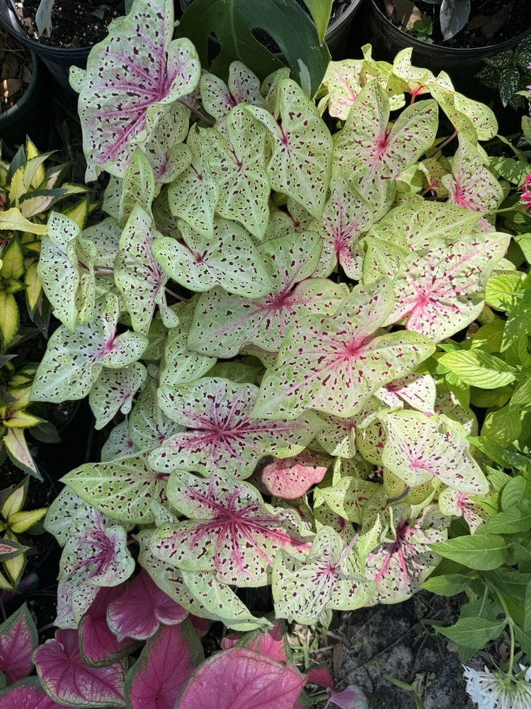 Caladium plant with light green leaves and pink speckles