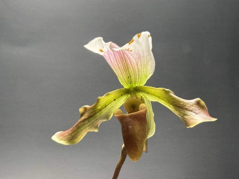 Paphiopedilum orchid bloom with white and pink petals, green leaves, and brown center