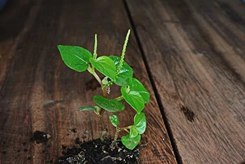 1000+ Crab Claw seeds,H_t Gi_ng rau cˆng cua ,peperomia pellucida Flowering Plants