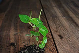 1000+ Crab Claw seeds,H_t Gi_ng rau cˆng cua ,peperomia pellucida Flowering Plants