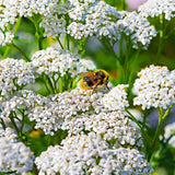 2000+ Yarrow Seeds WHITE (Achillea millefolium) - Perennial Non-GMO Pollinators Garden Plants