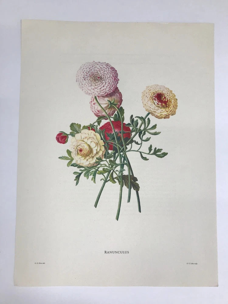 Flowers, Botanicals, Ariel Press, Large size! Ranunculus Ranunculus