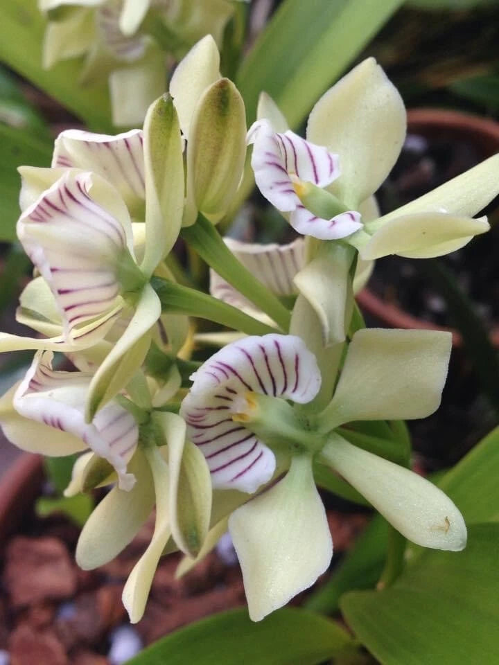 Orchid flower cluster with pale yellow and white petals, purple striped markings