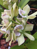 Encyclia radiata Orchids