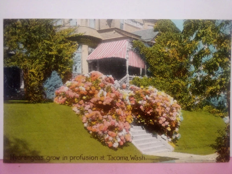Tacoma Washington Hydrangeas flowers DB unp Hydrangea