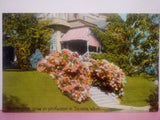 Tacoma Washington Hydrangeas flowers DB unp Hydrangea