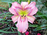 5 ASHEVILLE SKYLINE DAYLILY SEEDS -  Hemerocallis 'Asheville Skyline' Garden Plants