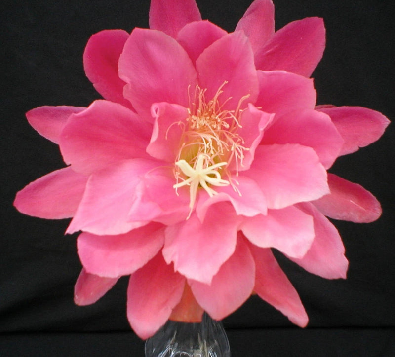 Epiphyllum cactus flower in bright pink with pale yellow stamens
