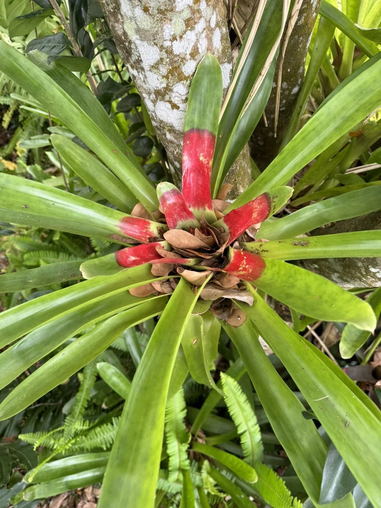 Potted bromeliad plant with green spiky leaves and red central flower cluster