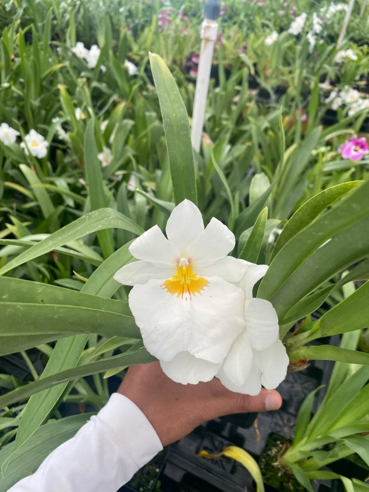 Miltoniopsis Golden Snows 'White Light' has very clean white flowers 4" Pot Orchids