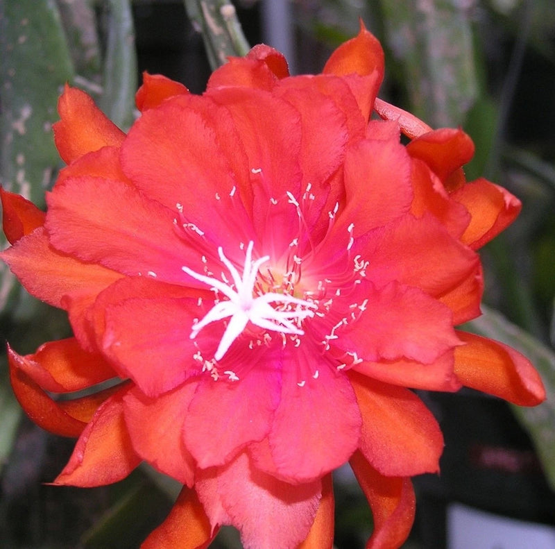 Orchid cactus flower in vivid red-orange with long white stamens
