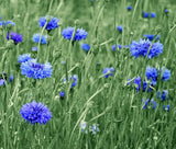 CORNFLOWER BACHELORÕS BUTTON BLUE Centaurea Cyanus - 500 Seeds Garden Plants