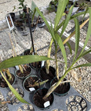 Orchid live Cyrtopodium saintlegerianum Species- bare root Orchids