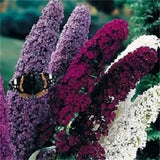 100 Mixed Colors Butterfly Bush Buddleia Davidii Flower Shrub Seeds Flowering Plants