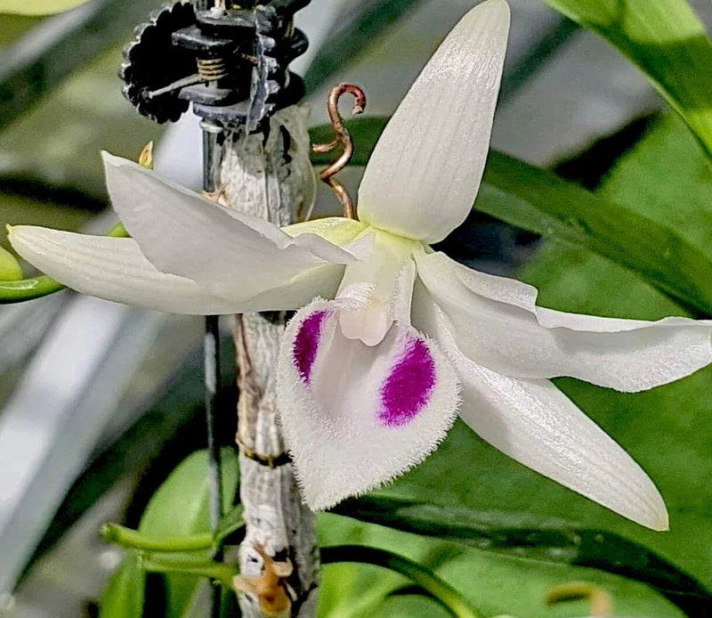 White orchid flower with five petals and a purple-spotted lip