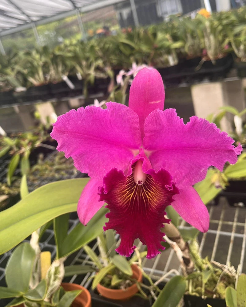 Pink orchid flower in terracotta pot, full bloom