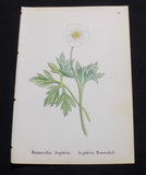 1867 ALPINE FLOWER Print  / SEGUIERÕS BUTTERCUP, or, RANUNCULUS SEGUIERI Ranunculus