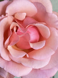 Apricot Heirloom Rose * Six Stem Cuttings To Start Plants *  Fragrant Blooms Flowering Plants