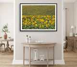 Sunflower Print, Flower Field Wall Art, Sunflower Framed Nature Wall Art,Natural Sunflower