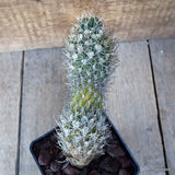 D3632 WEINGARTIA LONGIGIBBA pot10-H19-W6 cm MaMa Cactus Green Plant