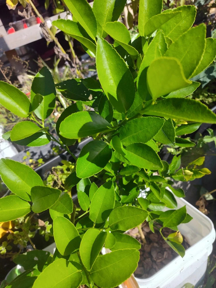 Dwarf Calamondin Seeds - 10 Fresh Organic Seeds - Free Shipping! Flowering Plants