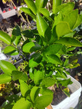 Dwarf Calamondin Seeds - 10 Fresh Organic Seeds - Free Shipping! Flowering Plants