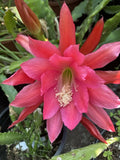 Mysterian epiphyllum cutting Orchids