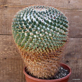 D3235 MAMMILLARIA MYSTAX pot17-H27-W18 cm MaMa Cactus Green Plant
