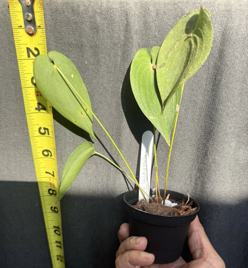 Potted green orchid plant with heart-shaped leaves in black grow pot