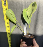 Potted green orchid plant with heart-shaped leaves in black grow pot