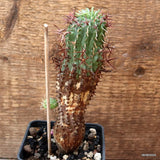 D4505 EUPHORBIA STELLISPINA pot8-H16-W6 cm MaMa Cactus Green Plant