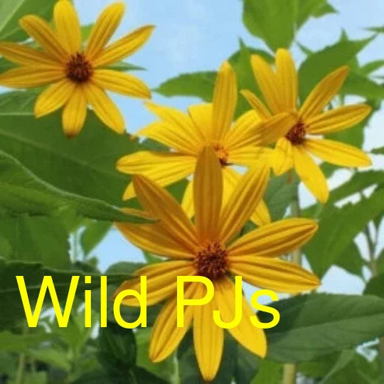 Sunchoke Tubers - Variety Wild PJ's - Helianthus tuberosa - Sunroot Garden Plants