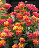 Lantana Camara 30 Seeds, Fragrant Verbena Shrub Flowering Bush Houseplant Flowering Plants
