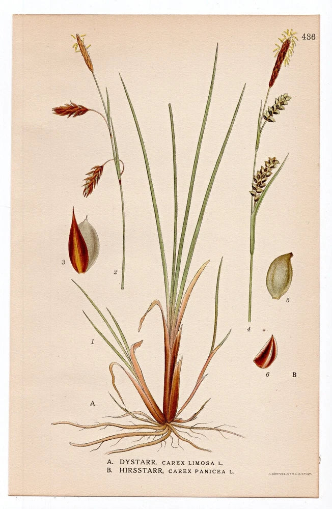 Botanical flower print featuring bog-sedge and sedge plants in earthy tones on beige.