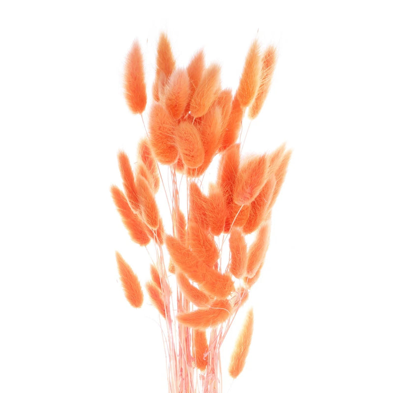 50pcs Natural Bunny Tail Dried Flowers 18" Mini Pampas Grass, Orange Dried Flower