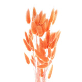 50pcs Natural Bunny Tail Dried Flowers 18" Mini Pampas Grass, Orange Dried Flower