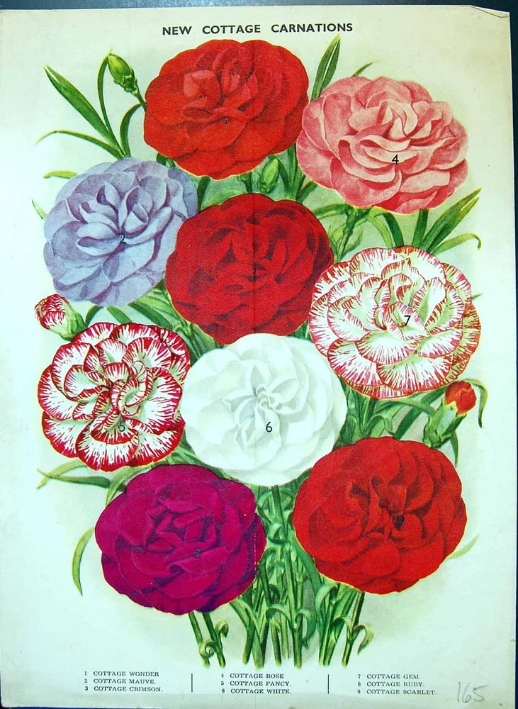 Vintage cottage flower print with red, pink, purple, and white carnations and green leaves