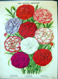 Antique Old Print Cottage Carnations Rose Ruby Scarlet Fancy Colour Flowers Carnation
