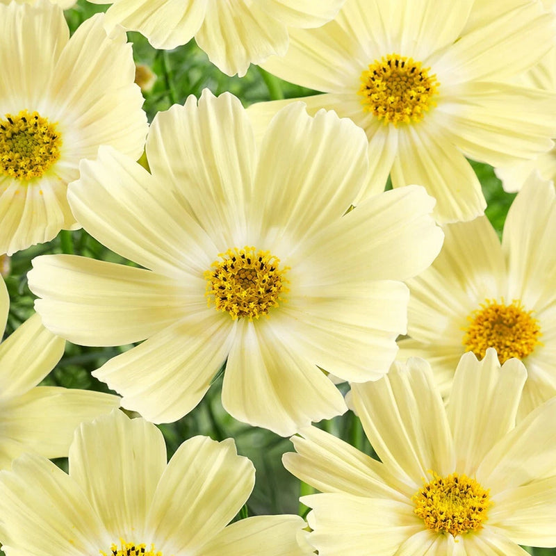 200+ Lemonade Cosmos Seeds for Garden Planting - USA - FREE SHIPPING! Garden Plants