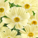 200+ Lemonade Cosmos Seeds for Garden Planting - USA - FREE SHIPPING! Garden Plants