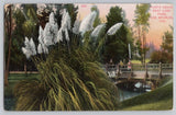 Postcard C.1909 Los Angeles CA Pampas Grass East Lake Park California Z114 Pampas Grass